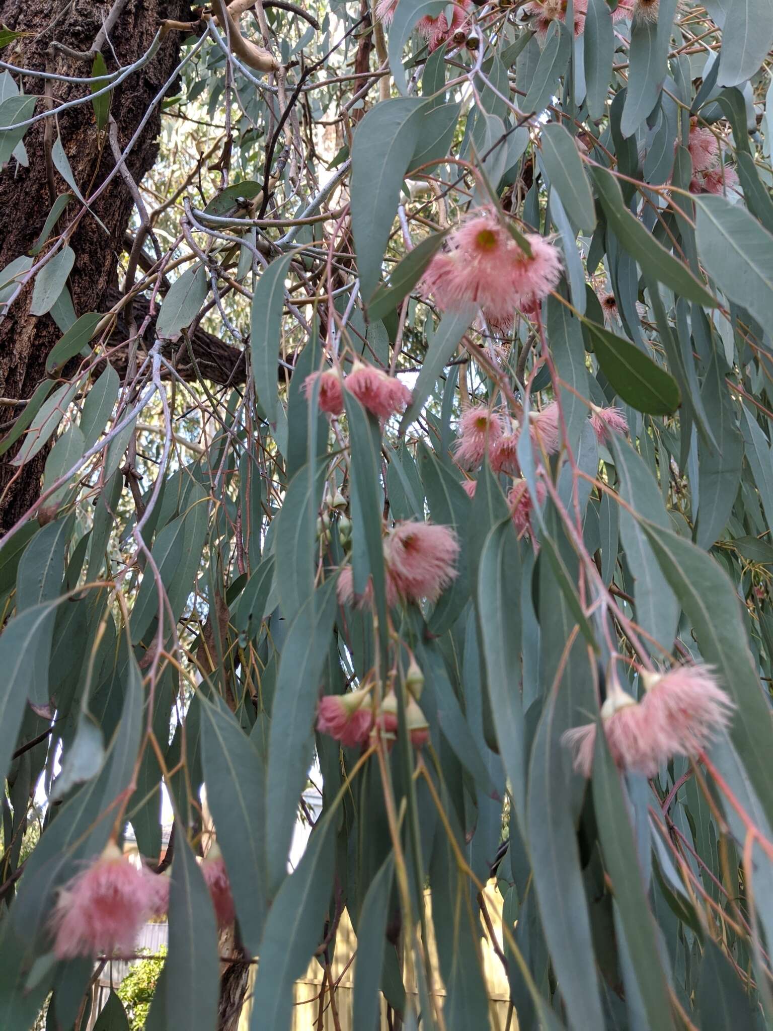 Image of red ironbark