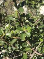 Image of island ceanothus