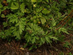 Image of Bidens triplinervia Kunth