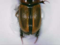 Image of Scarab beetle