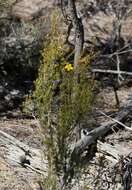 Image of Hibbertia arcuata J. R. Wheeler