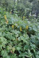 Image of Ligularia subsagittata Pojark.