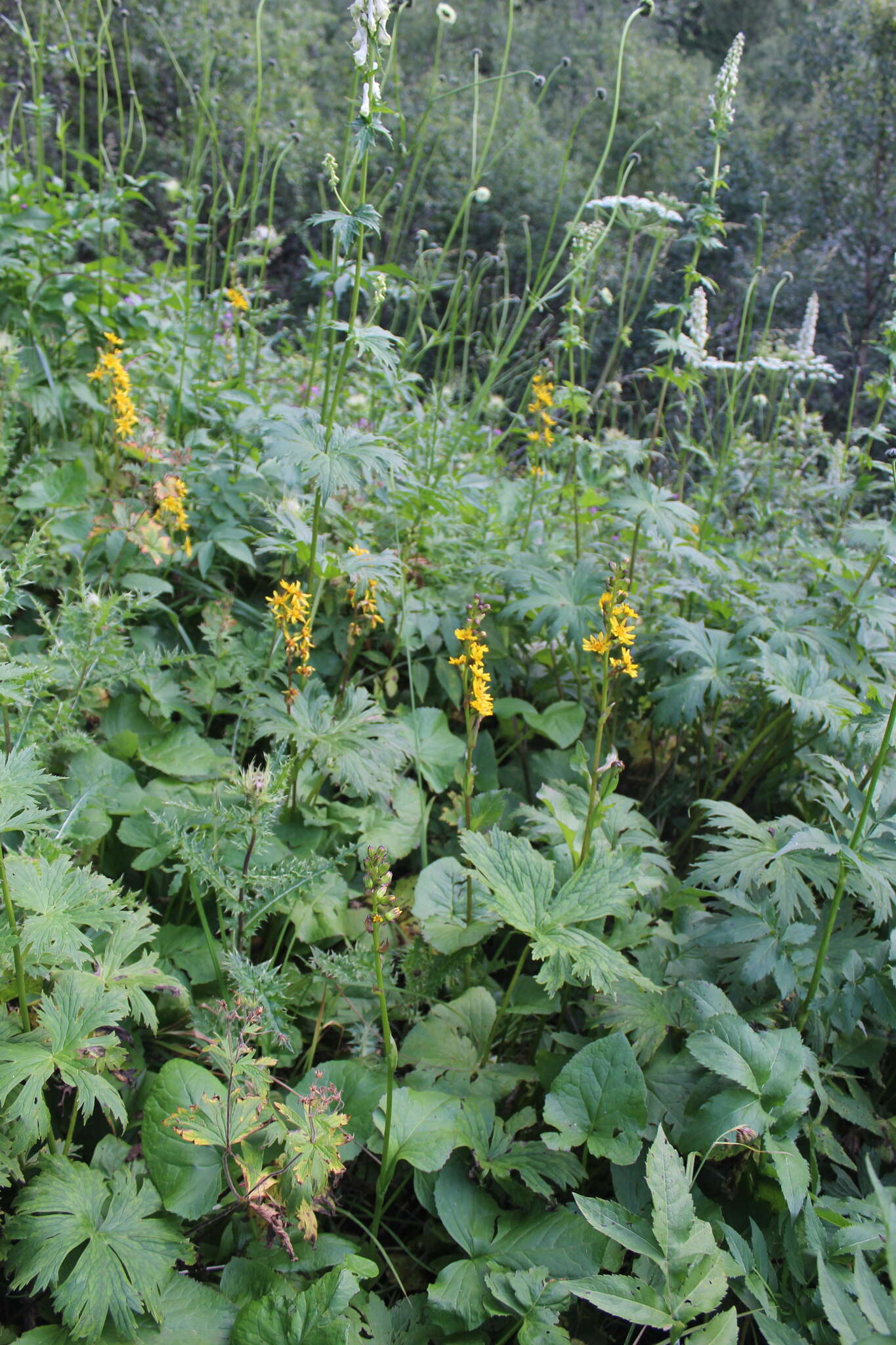 Image of Ligularia subsagittata Pojark.