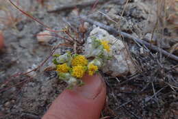 Image of Pringle's woolly sunflower