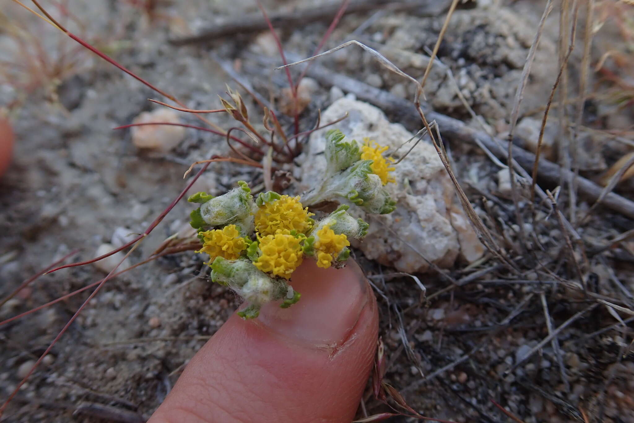 Image of Pringle's woolly sunflower