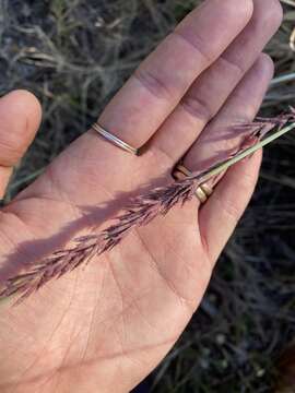 Image of Eragrostis interrupta P. Beauv.