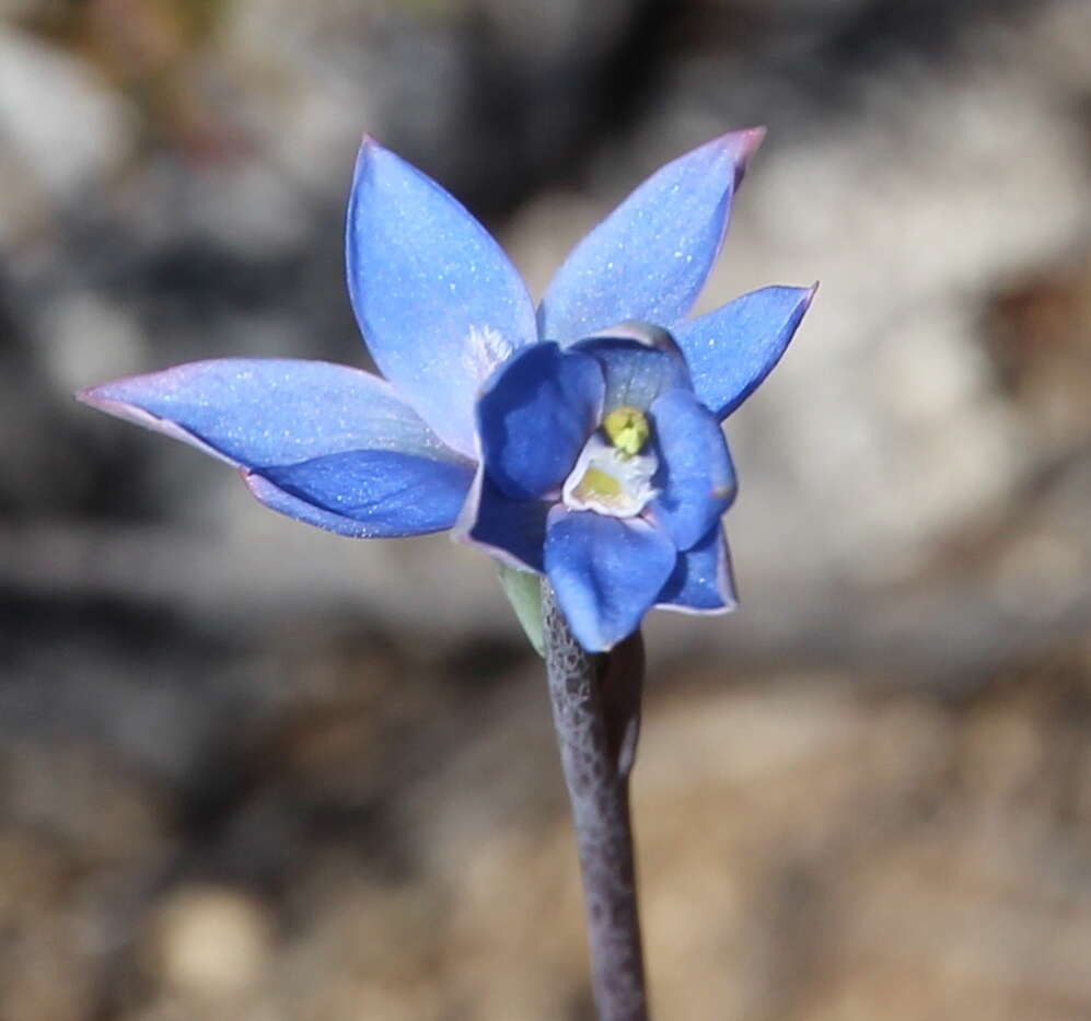 Image of Gumland sun orchid