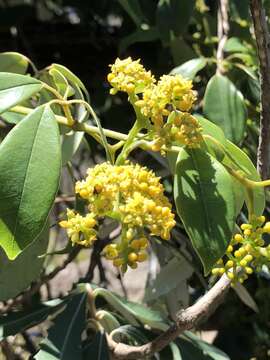 Image of Nothocissus hypoglauca (A. Gray) Latiff