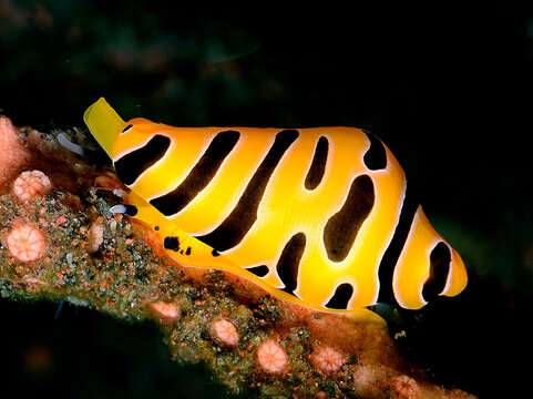 Image of Tiger cuspivolva