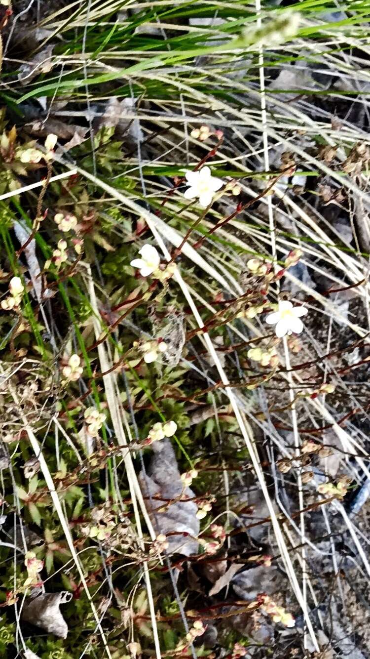 Imagem de Saxifraga tricuspidata Rottb.