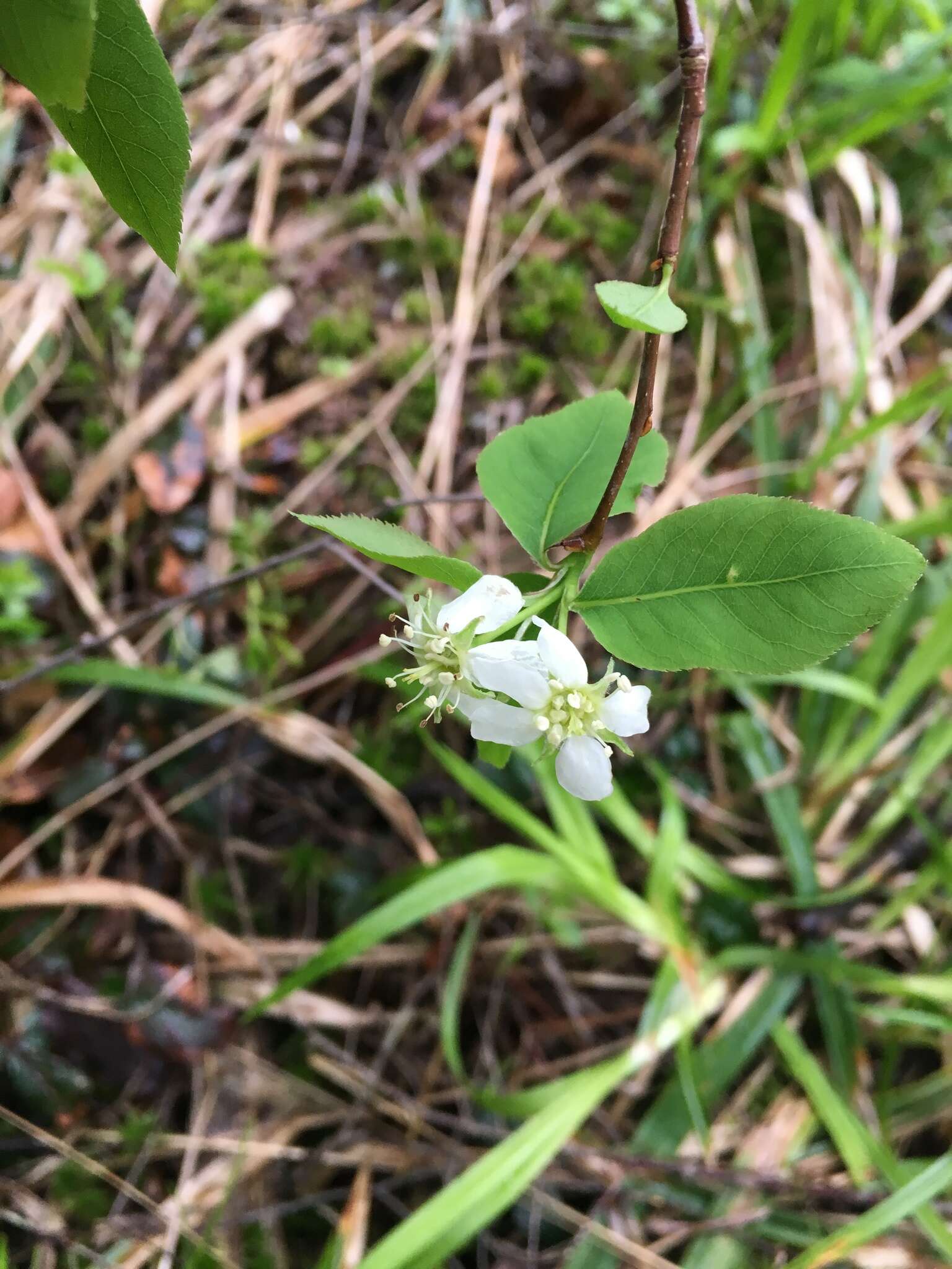 Image of oblongfruit serviceberry