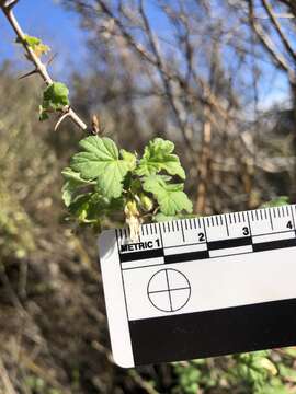 Image of straggly gooseberry