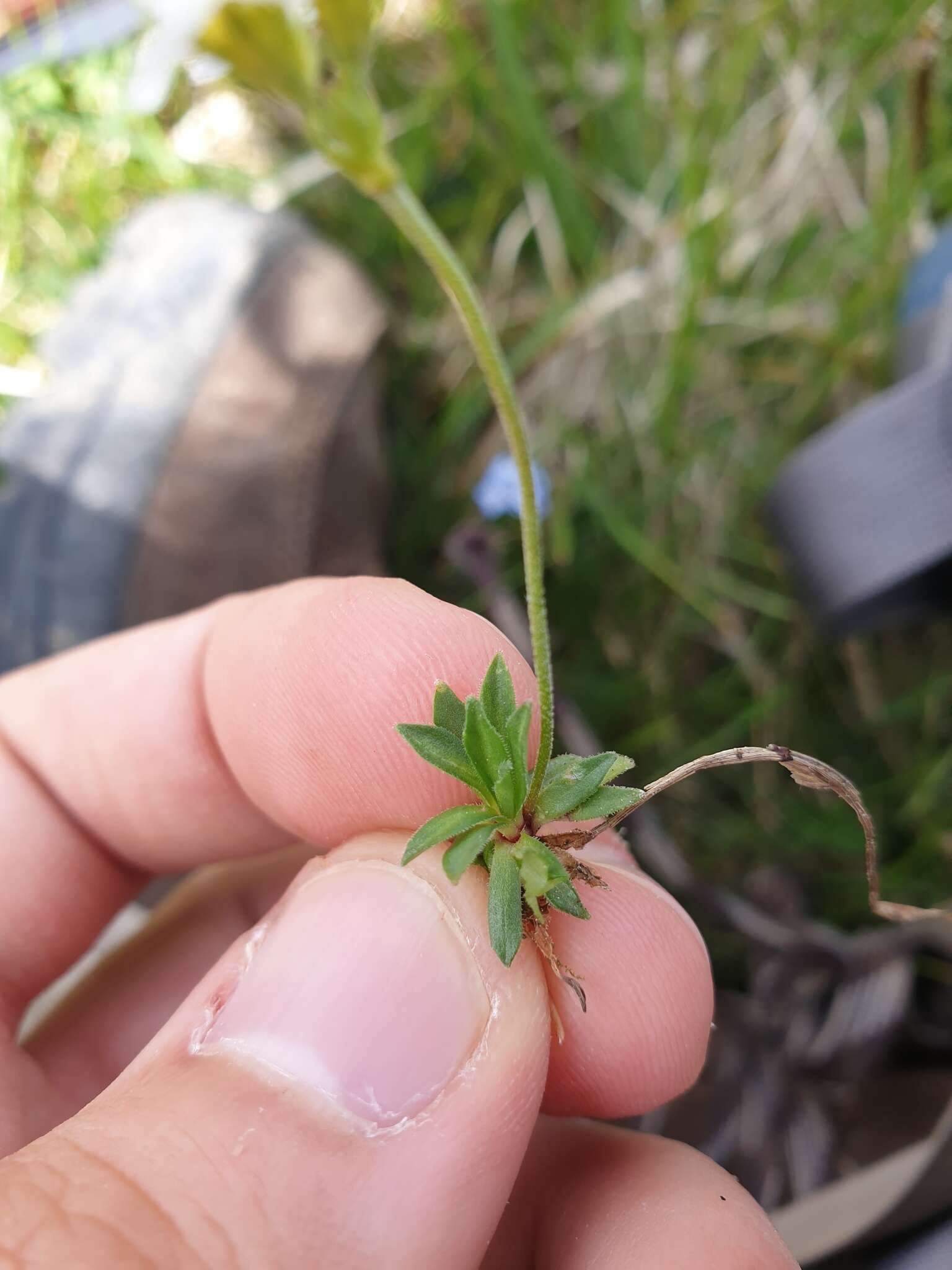 Image of Androsace obtusifolia All.