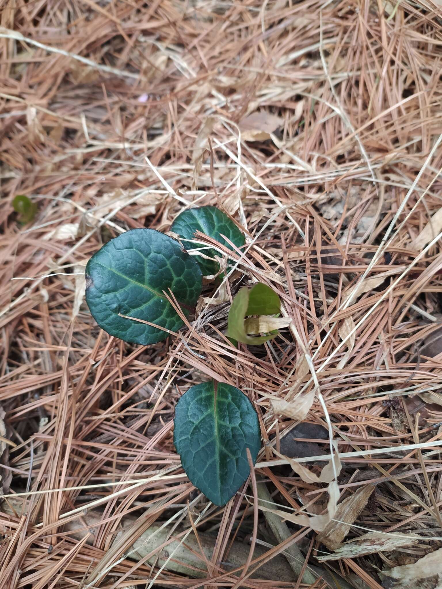 Image of Pyrola japonica Klenze ex Alef.