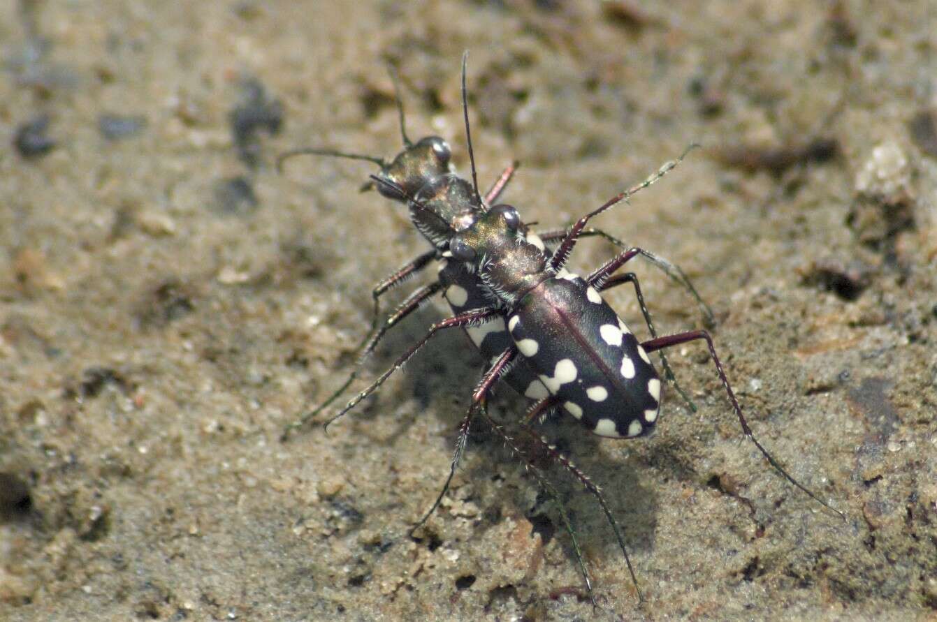 Image of Cicindela (Calomera) aulica Dejean 1831