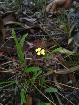 Image of Goodenia delicata R. Carolin