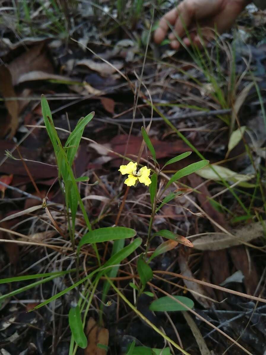 Image of Goodenia delicata R. Carolin