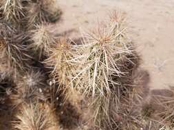 Image of devil's cholla