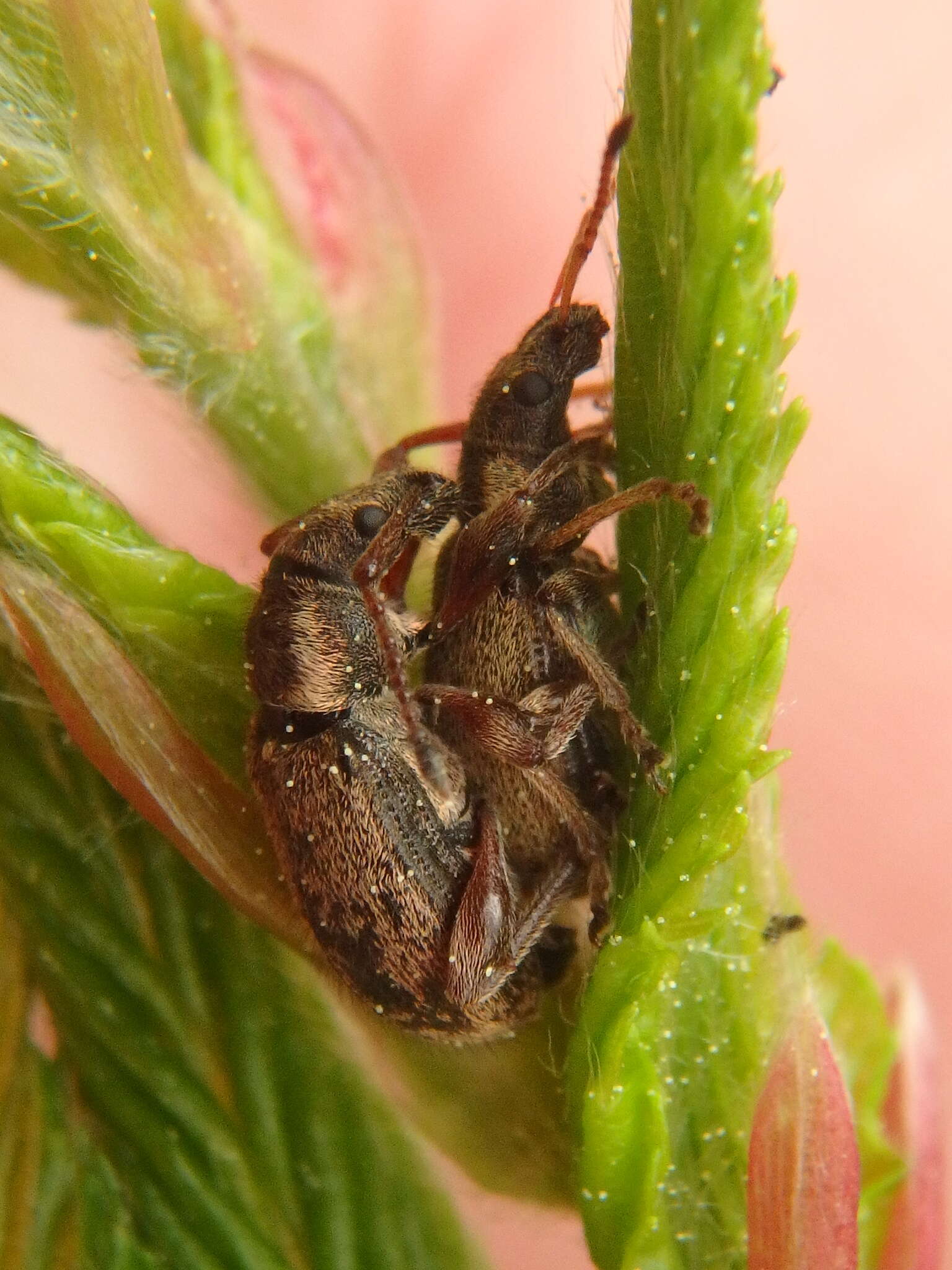 Plancia ëd Phyllobius (Pterygorrhynchus) contemptus Schoenherr 1832