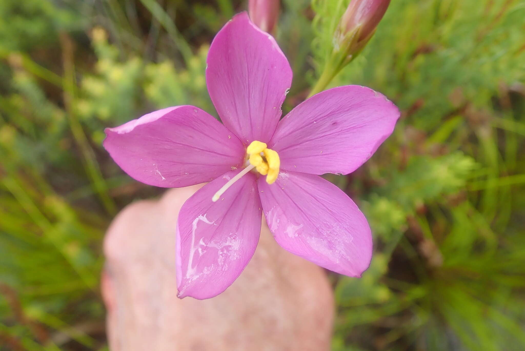 Imagem de Chironia jasminoides L.