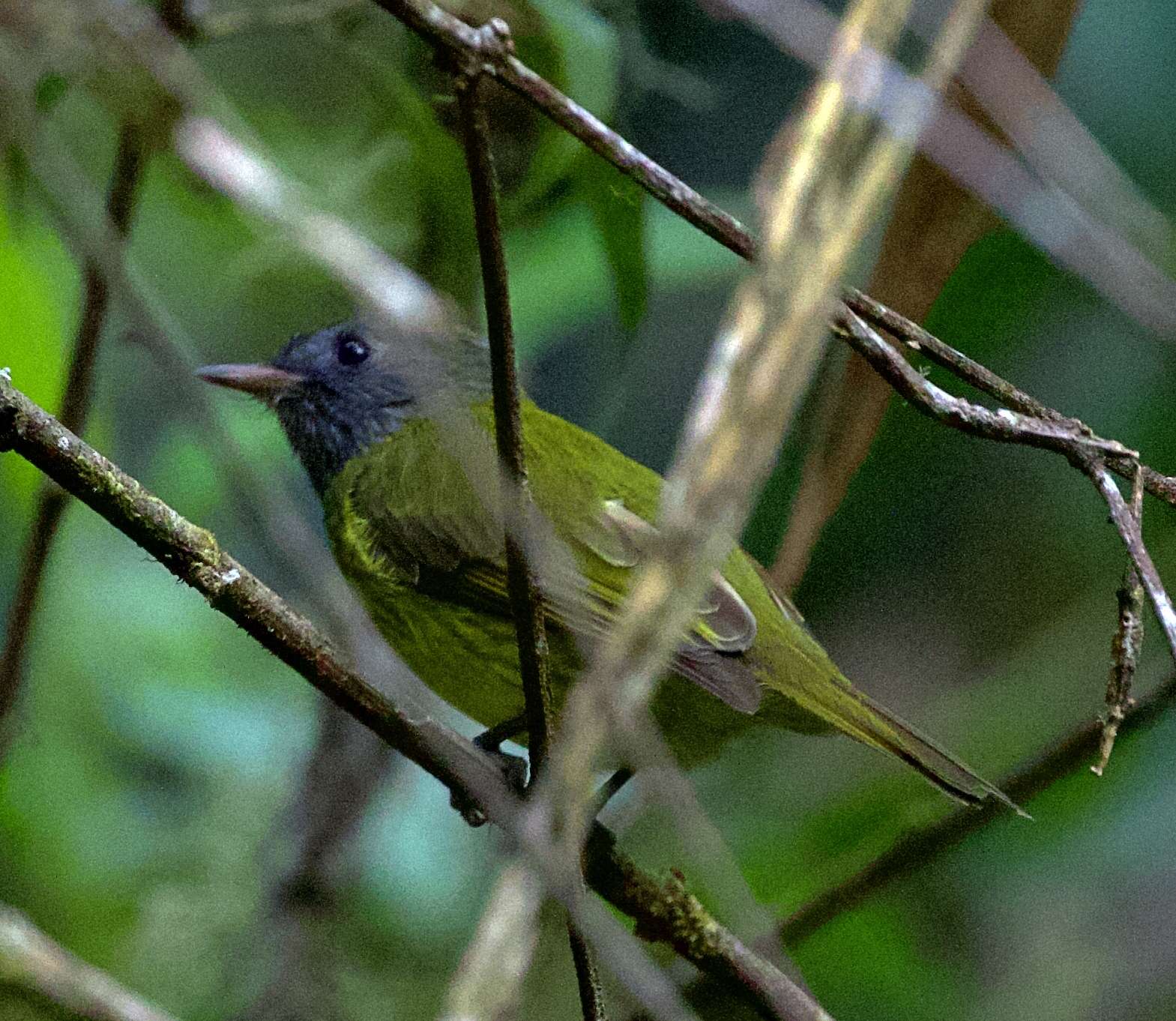 Image of Streak-necked Flycatcher