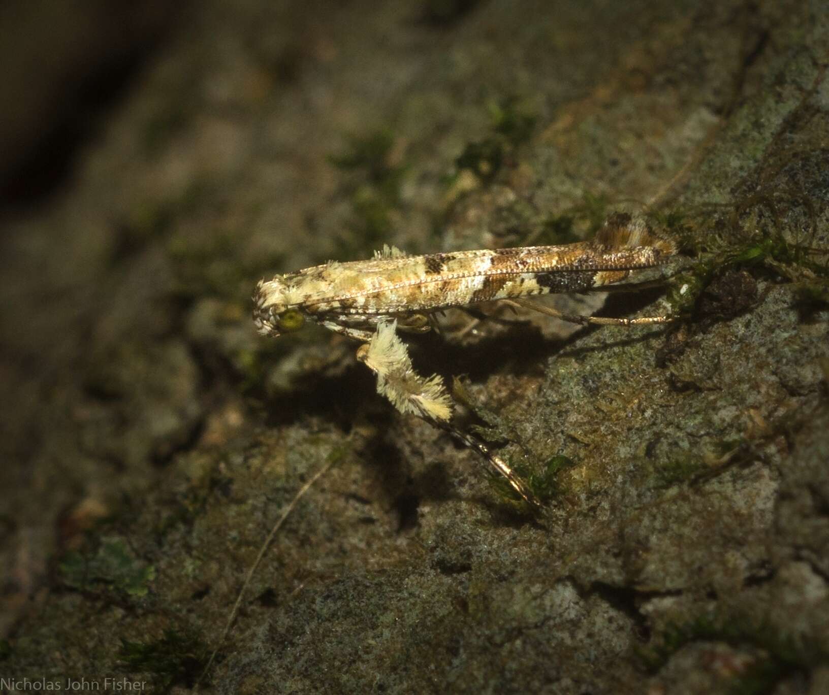 Imagem de Caloptilia plagata (Stainton 1862)