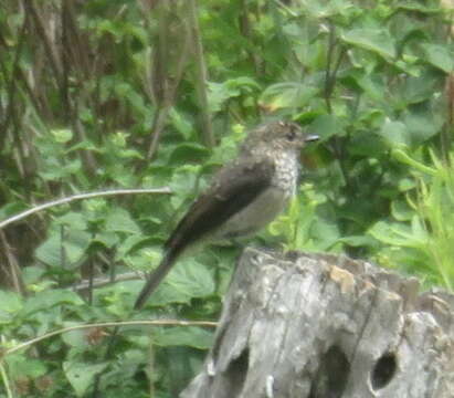 Image of Muscicapa adusta adusta (Boie & F 1828)