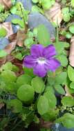 Imagem de Ruellia longepetiolata (Oerst.) Hemsl.