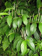 Image of Jamaican pepper