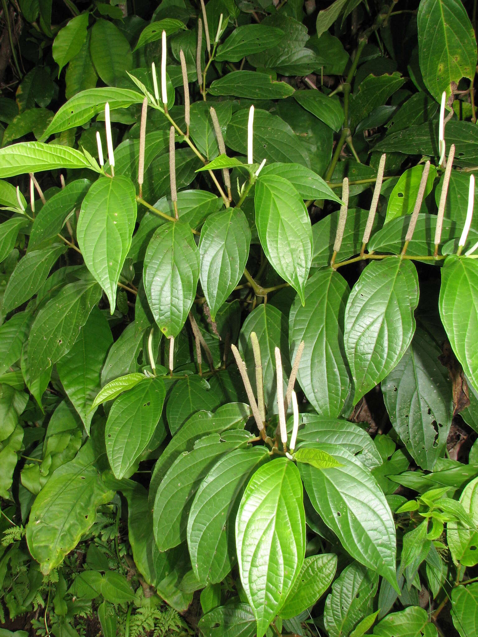 Image of Jamaican pepper