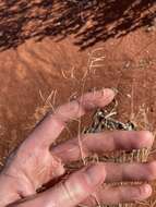 Image of Eragrostis pergracilis S. T. Blake