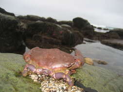 Image of ninetooth pebble crab