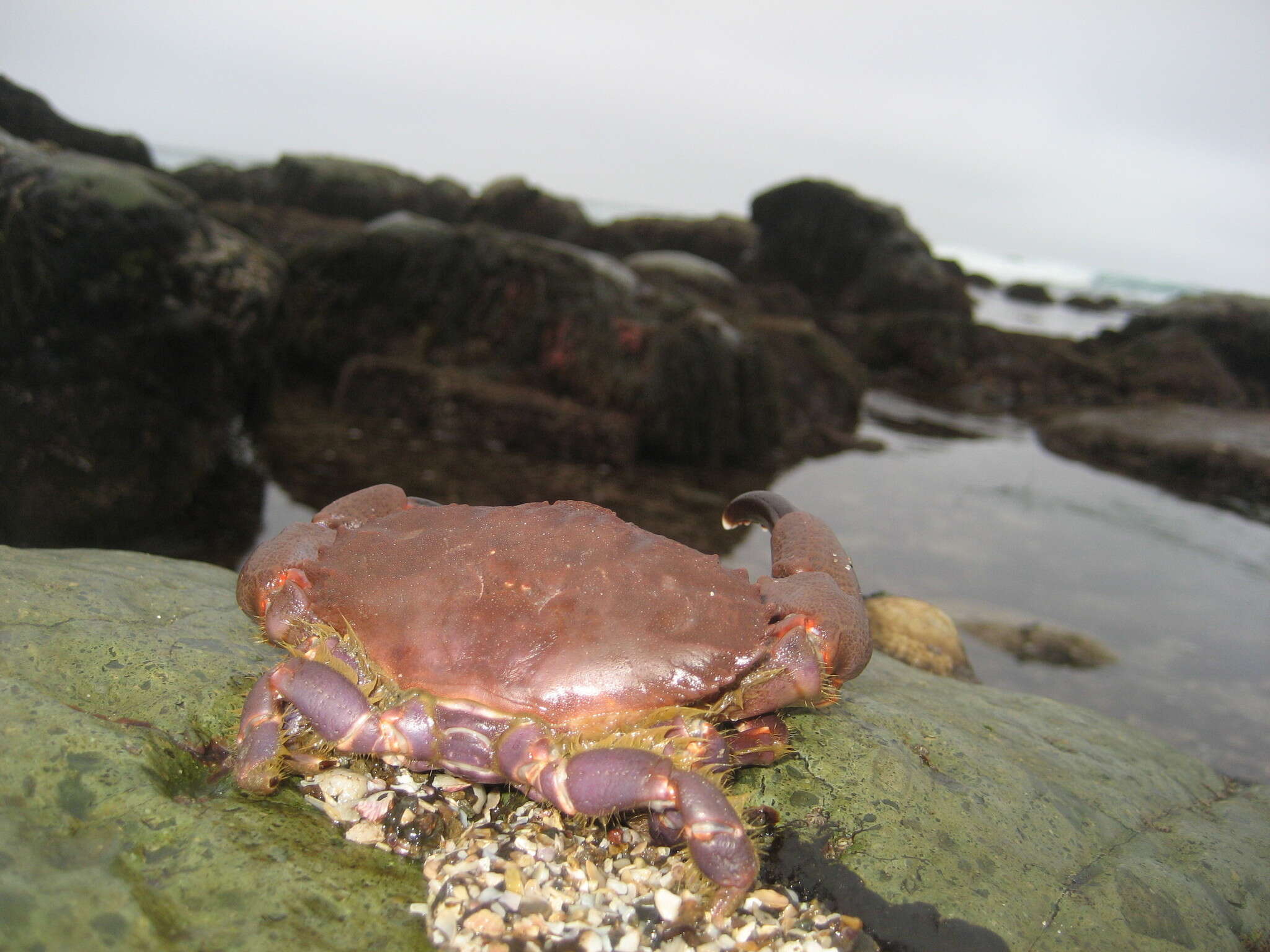 Image of ninetooth pebble crab