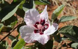 Image of Cienfuegosia australis (F. Müll.) K. Schum.