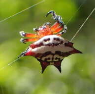 Image of Gasteracantha sanguinolenta C. L. Koch 1844