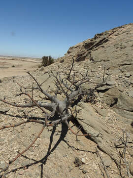 Plancia ëd Commiphora saxicola Engl.