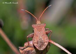 Image of Coreus