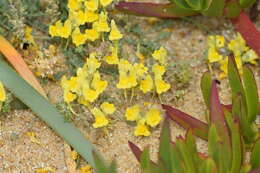 Plancia ëd Linaria polygalifolia Hoffmgg. & Link