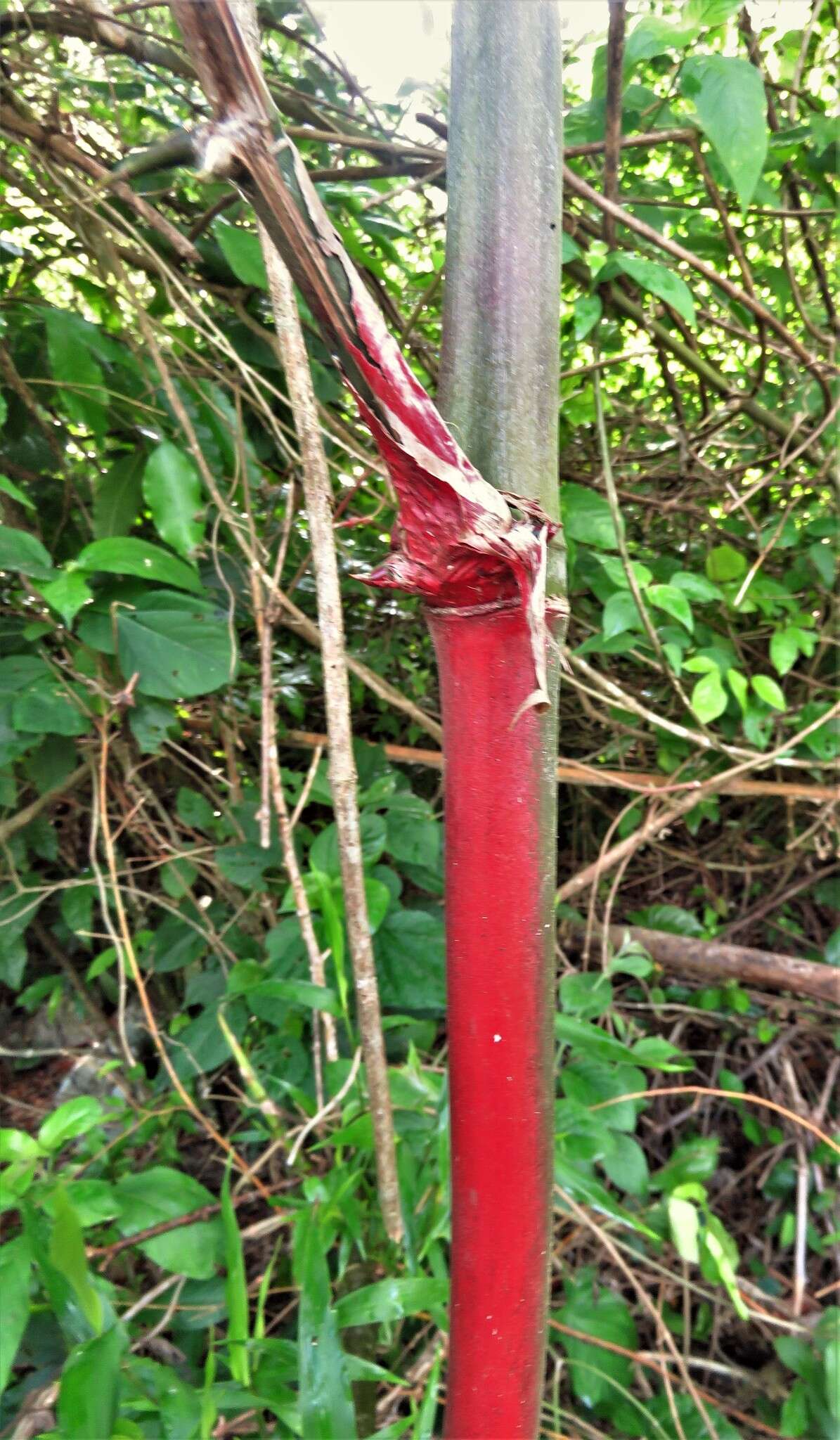 Image of American long-leaved bamboo