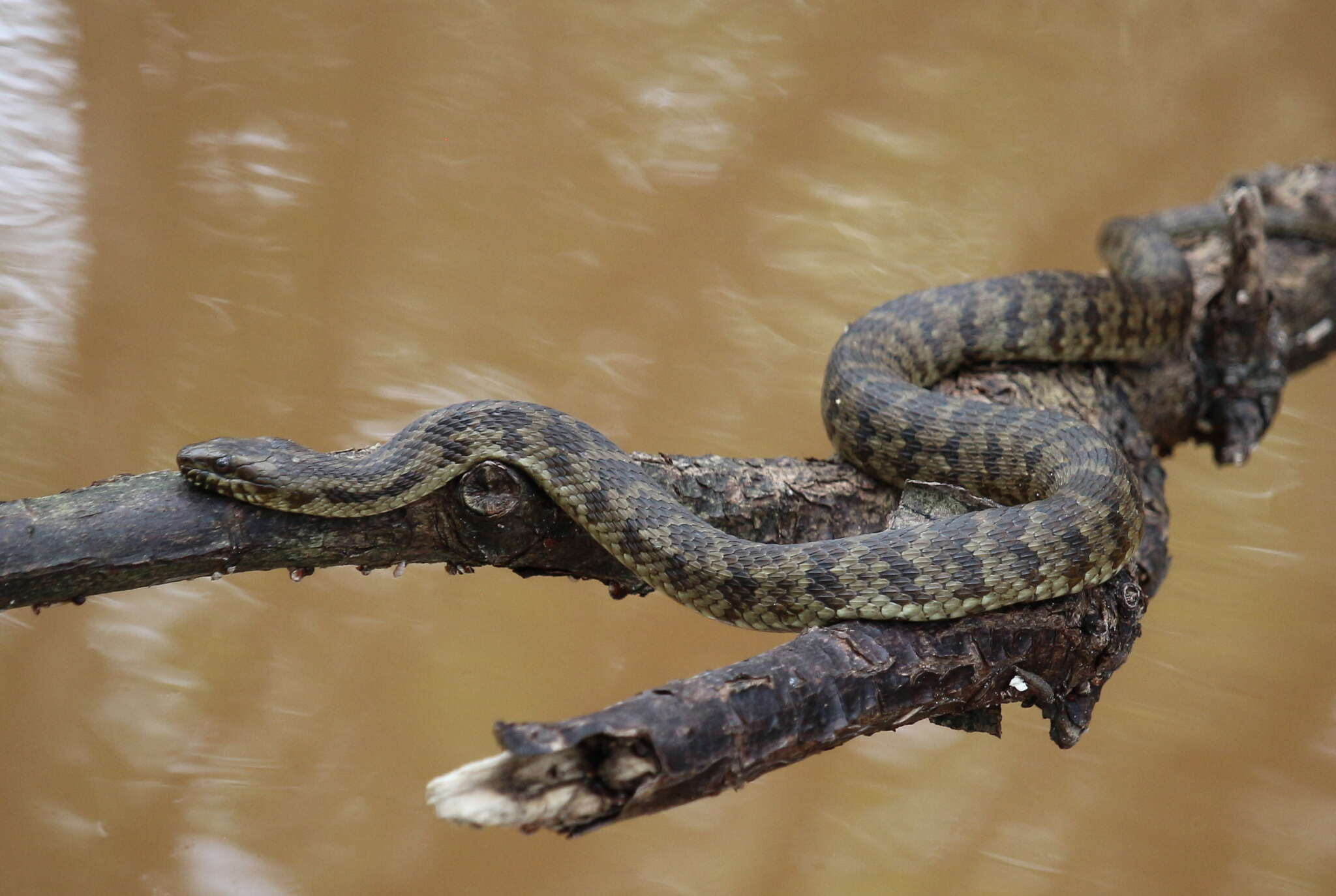 Image of Atlantic Saltmarsh Snake