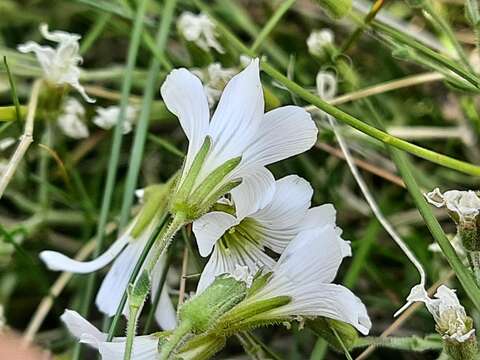 Слика од Pseudocherleria charadzeae (Lazkov) Dillenb. & Kadereit