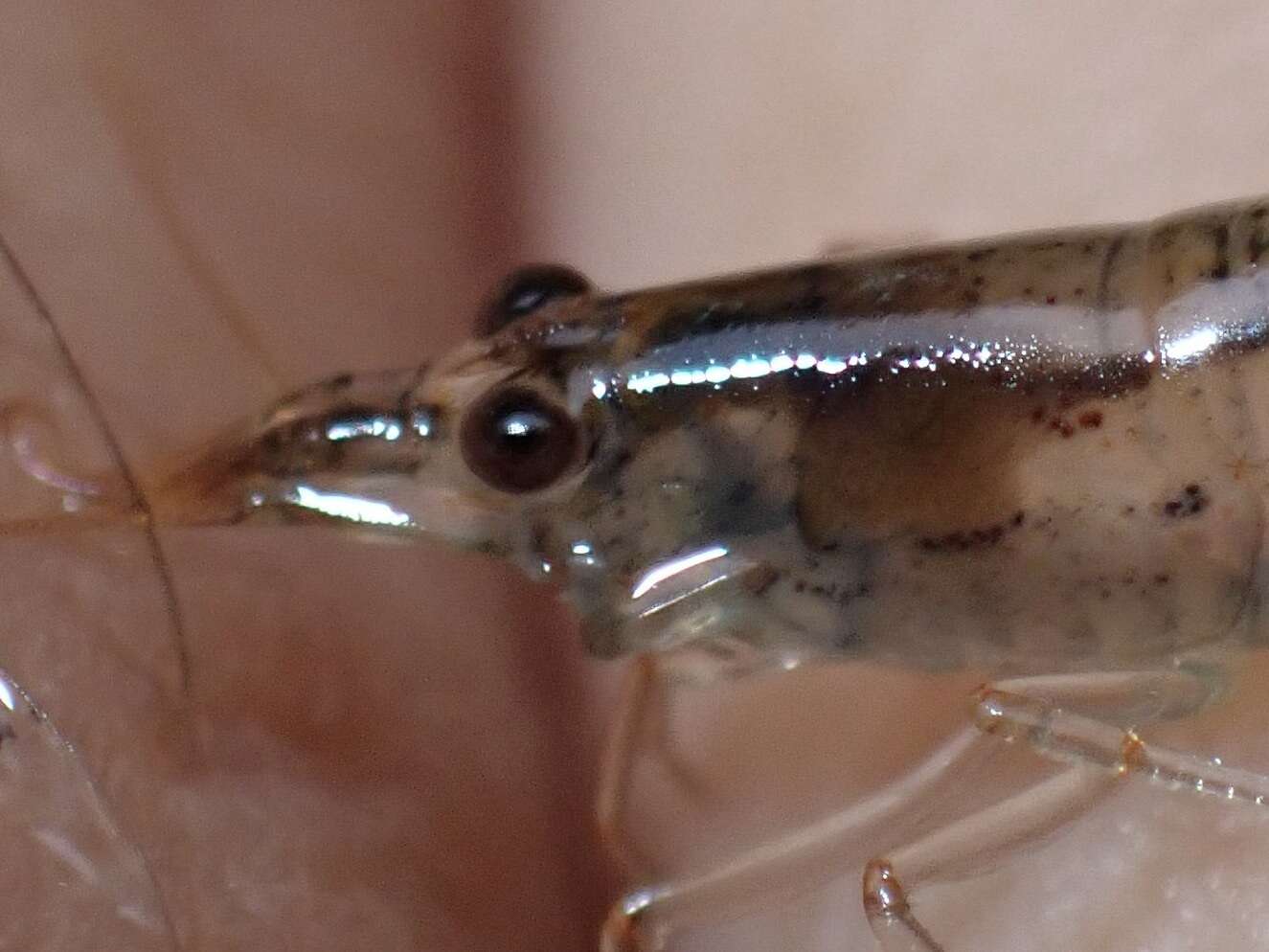 Image of Atyoida tahitensis