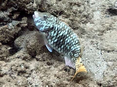 Image of Yellowtail parrotfish