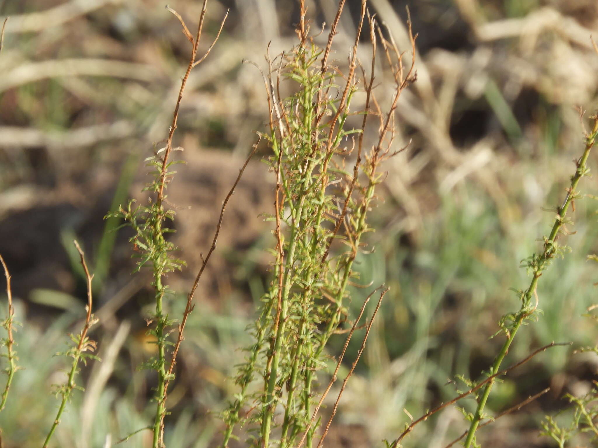 Image of Baccharis ulicina Hook. & Arn.