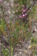 Image of Stylidium brunonianum Benth.