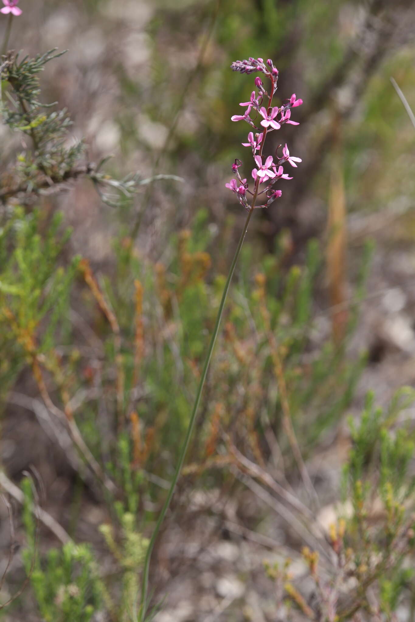 Image of Stylidium brunonianum Benth.