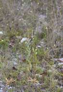 Слика од Aletris bracteata Northr.