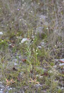 Image of Bracted Colicroot