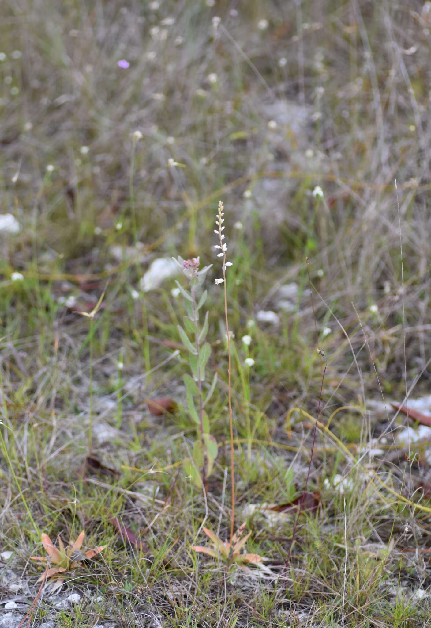 Image of Bracted Colicroot