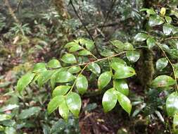 Image of Ilex hayataiana Loes.